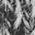 Black/White - CT104597
